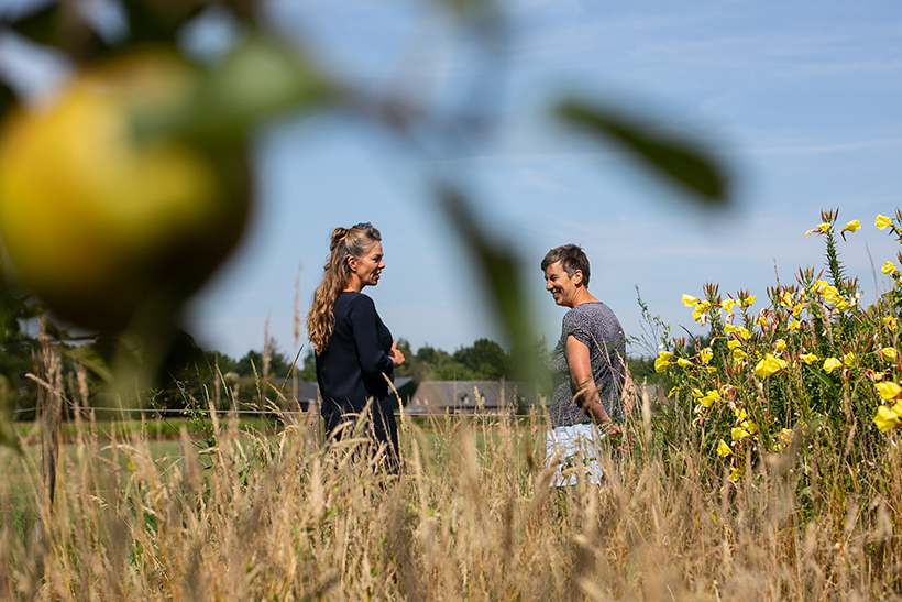 Coaching met paarden