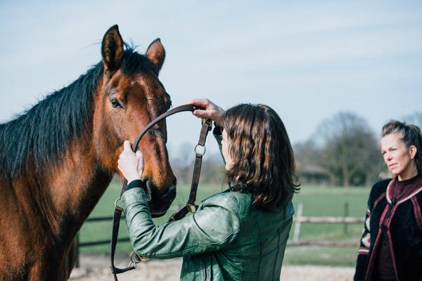 Coaching met paarden