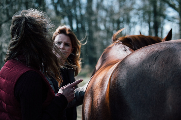 Coaching met paarden