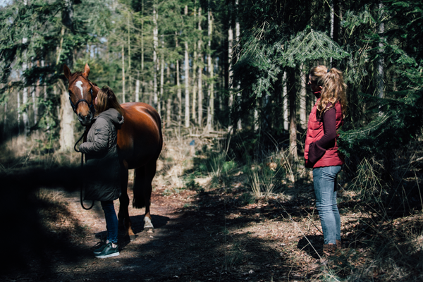 Coaching met paarden